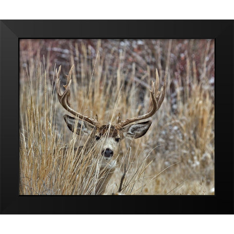 Muley - Malheur II Black Modern Wood Framed Art Print by McFerrin, Larry