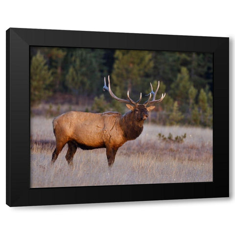 Bull Elk Black Modern Wood Framed Art Print by McFerrin, Larry