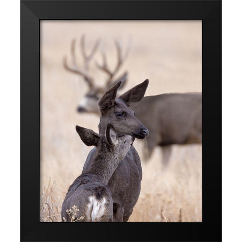 Dark Mule Deer Doe Black Modern Wood Framed Art Print by McFerrin, Larry