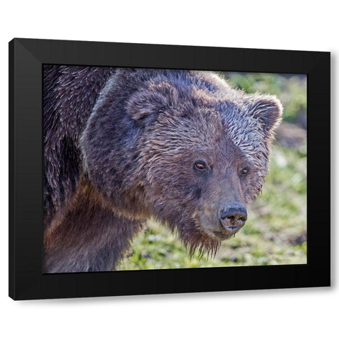 Grizzly Bear Boar Black Modern Wood Framed Art Print by McFerrin, Larry