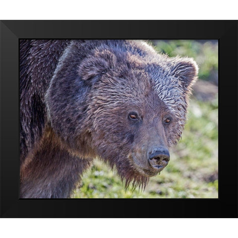 Grizzly Bear Boar Black Modern Wood Framed Art Print by McFerrin, Larry