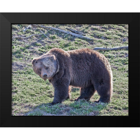 Grizzly Bear Boar II Black Modern Wood Framed Art Print by McFerrin, Larry