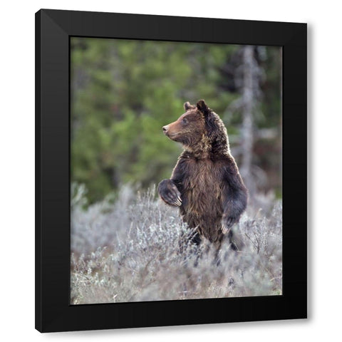 Grizzly Two Year Old Black Modern Wood Framed Art Print with Double Matting by McFerrin, Larry