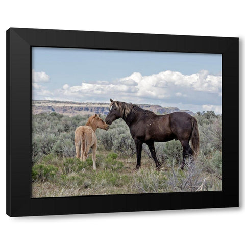 Copper Pennys Foal and Juniper Black Modern Wood Framed Art Print by McFerrin, Larry