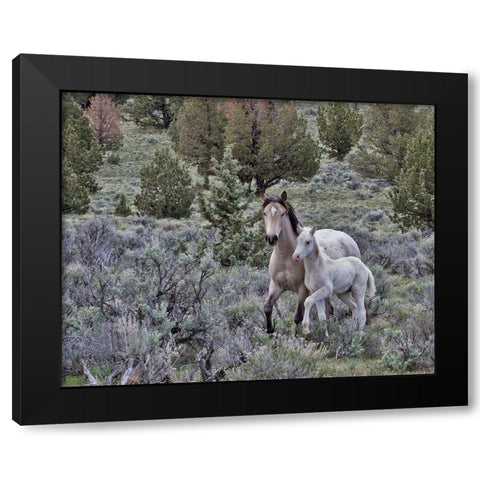 Palomino Mare and Colt Black Modern Wood Framed Art Print with Double Matting by McFerrin, Larry