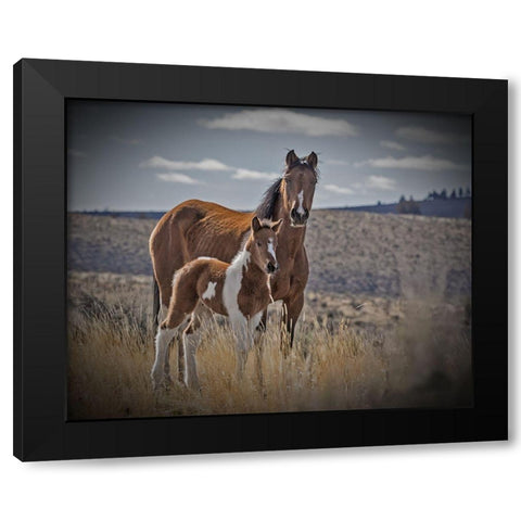 Sequoyah Colt Black Modern Wood Framed Art Print by McFerrin, Larry