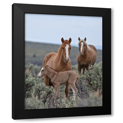 Golden Eagle, Spice and Her Foal Black Modern Wood Framed Art Print by McFerrin, Larry