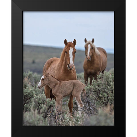 Golden Eagle, Spice and Her Foal Black Modern Wood Framed Art Print by McFerrin, Larry