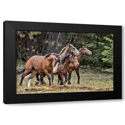 Dreamsickle, Scarbutt and Bachelors Black Modern Wood Framed Art Print by McFerrin, Larry