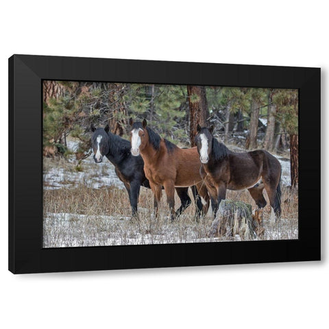 Ochoco Bachelors Black Modern Wood Framed Art Print with Double Matting by McFerrin, Larry