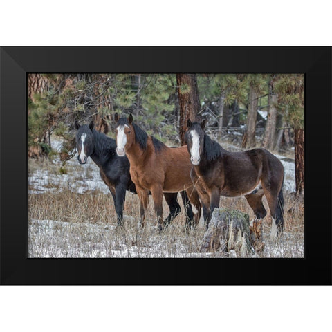 Ochoco Bachelors Black Modern Wood Framed Art Print by McFerrin, Larry