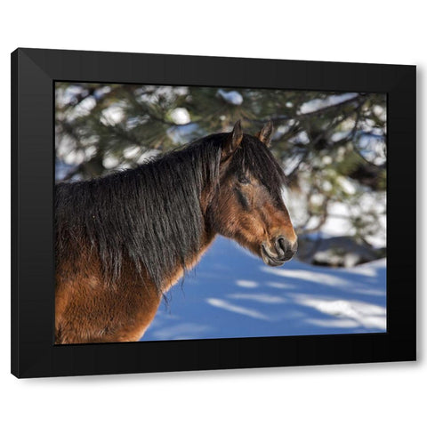 Johnny - Ochoco Stallion Black Modern Wood Framed Art Print by McFerrin, Larry