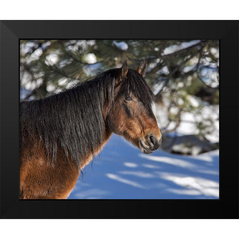 Johnny - Ochoco Stallion Black Modern Wood Framed Art Print by McFerrin, Larry