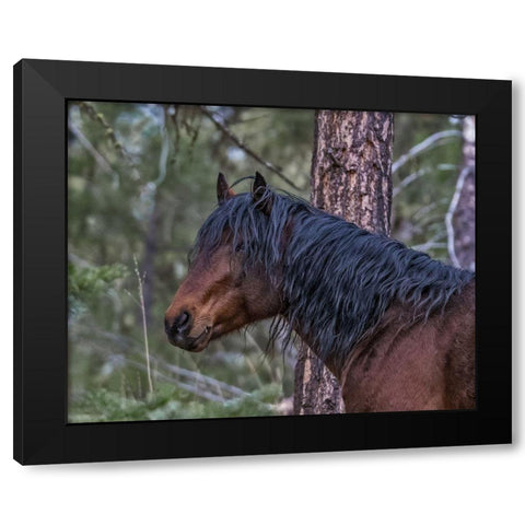 Ochoco Bay Stallion Black Modern Wood Framed Art Print with Double Matting by McFerrin, Larry
