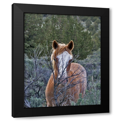 Filly - Palomino Buttes Black Modern Wood Framed Art Print by McFerrin, Larry