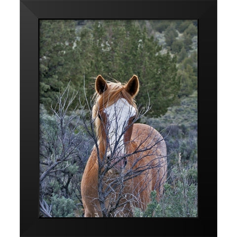 Filly - Palomino Buttes Black Modern Wood Framed Art Print by McFerrin, Larry