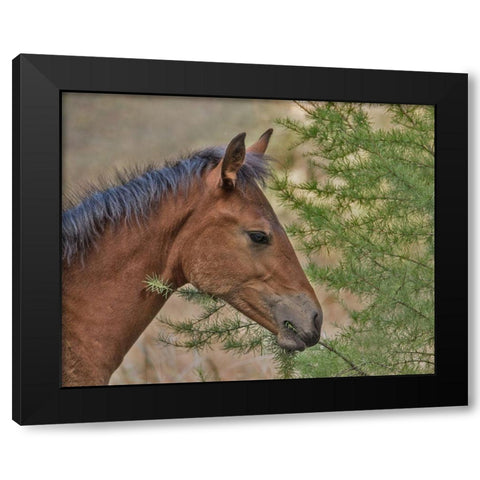 Ochoco Foal and Larch Black Modern Wood Framed Art Print by McFerrin, Larry