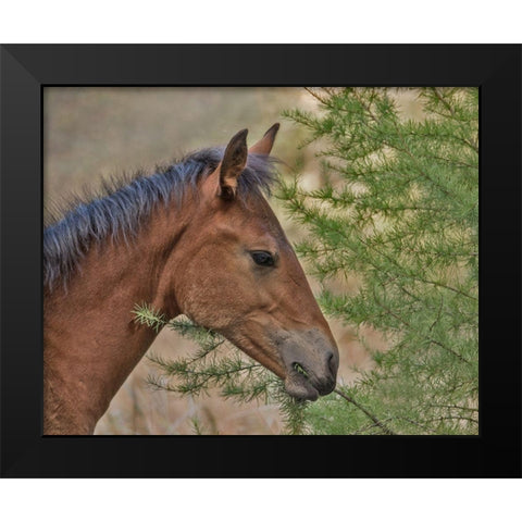 Ochoco Foal and Larch Black Modern Wood Framed Art Print by McFerrin, Larry