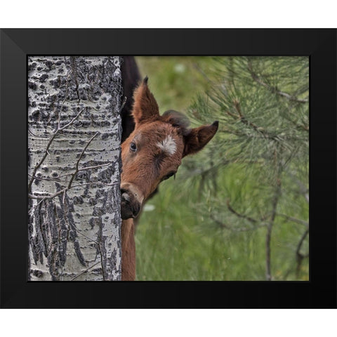 Ochoco Foal - Ochoco Black Modern Wood Framed Art Print by McFerrin, Larry