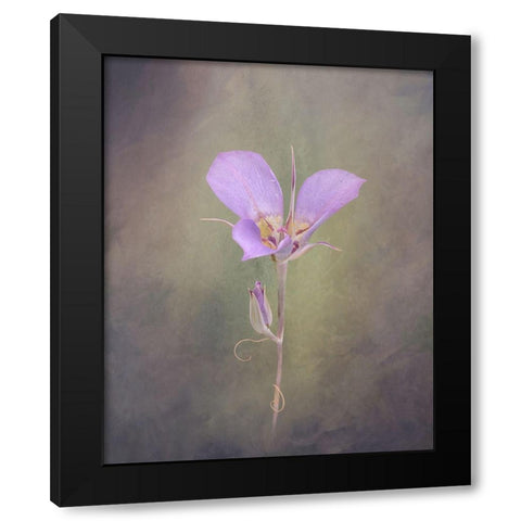 Sagebrush Mariposa Lily Black Modern Wood Framed Art Print with Double Matting by McFerrin, Larry