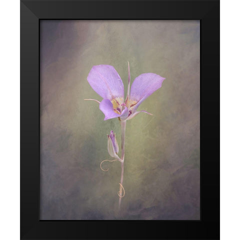 Sagebrush Mariposa Lily Black Modern Wood Framed Art Print by McFerrin, Larry