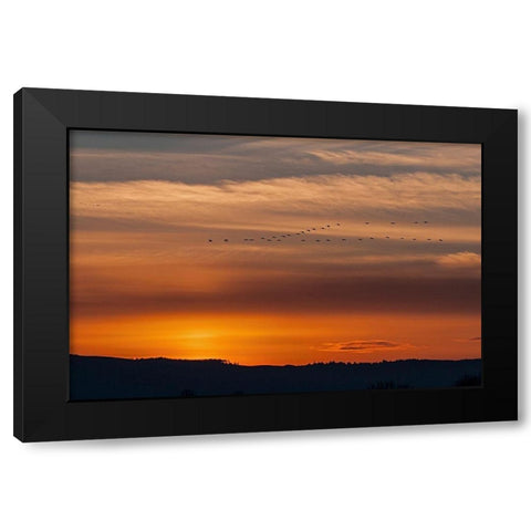 Sunset Flight Black Modern Wood Framed Art Print by McFerrin, Larry
