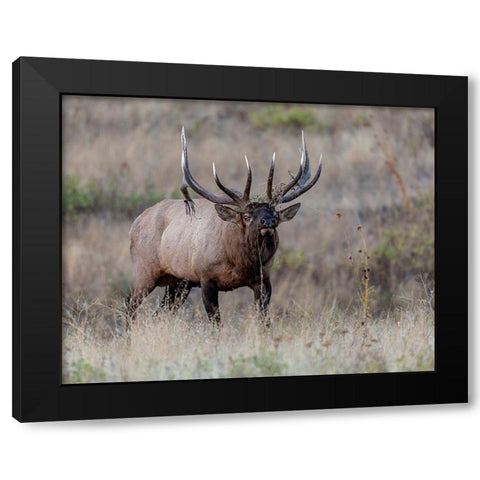 Dont Mess With Me Black Modern Wood Framed Art Print by McFerrin, Larry