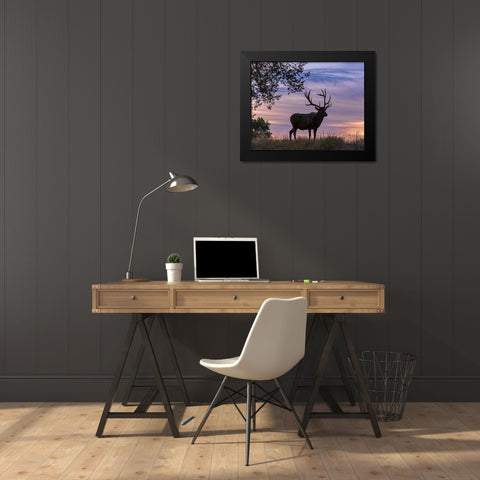 Sunrise Bull Black Modern Wood Framed Art Print by McFerrin, Larry