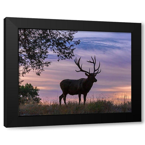 Sunrise Bull Black Modern Wood Framed Art Print by McFerrin, Larry