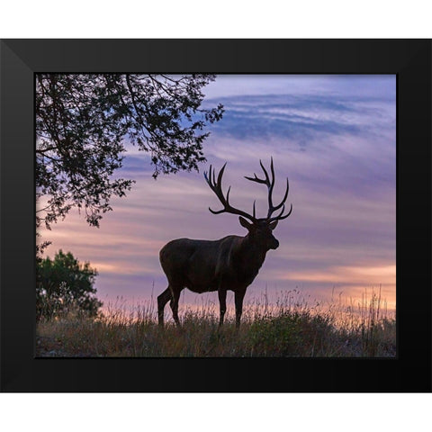 Sunrise Bull Black Modern Wood Framed Art Print by McFerrin, Larry