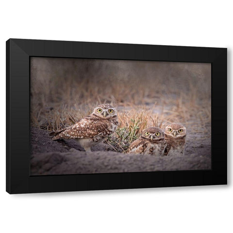 Burrowing Owl Black Modern Wood Framed Art Print with Double Matting by McFerrin, Larry