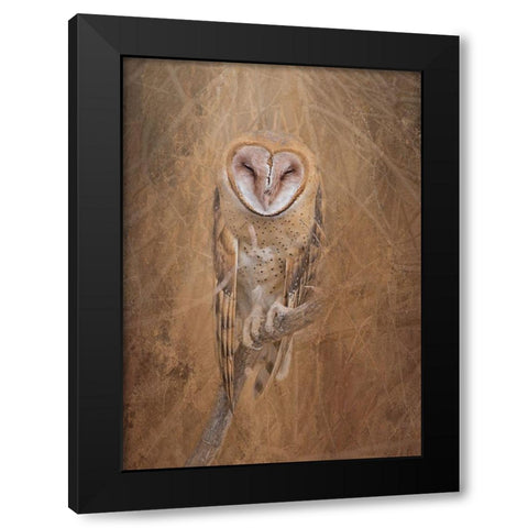 Barn Owl Black Modern Wood Framed Art Print with Double Matting by McFerrin, Larry