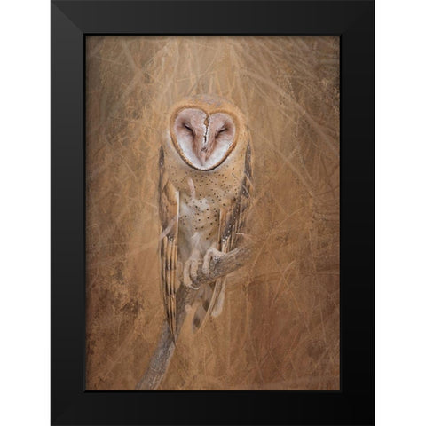 Barn Owl Black Modern Wood Framed Art Print by McFerrin, Larry