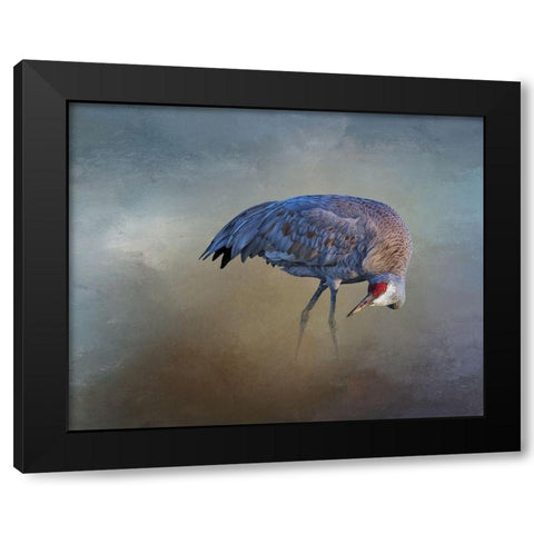 Sandhill Crane Black Modern Wood Framed Art Print with Double Matting by McFerrin, Larry