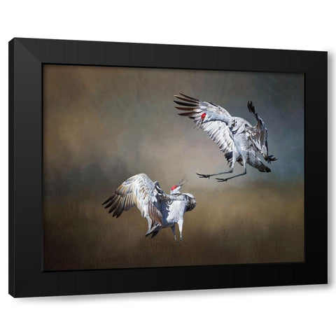 Sandhill Cranes Black Modern Wood Framed Art Print by McFerrin, Larry