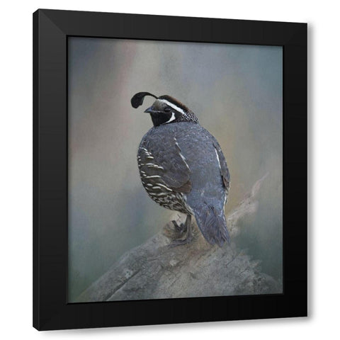 California Quail Black Modern Wood Framed Art Print by McFerrin, Larry