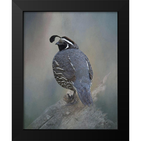 California Quail Black Modern Wood Framed Art Print by McFerrin, Larry