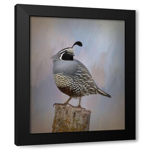 California Quail II Black Modern Wood Framed Art Print with Double Matting by McFerrin, Larry