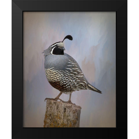 California Quail II Black Modern Wood Framed Art Print by McFerrin, Larry