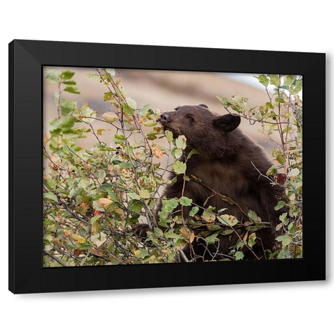 Black Bear Black Modern Wood Framed Art Print by McFerrin, Larry