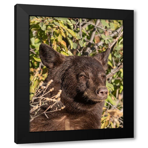 Black Bear II Black Modern Wood Framed Art Print by McFerrin, Larry