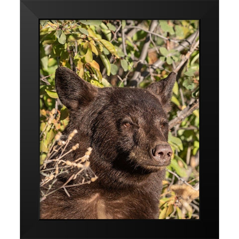 Black Bear II Black Modern Wood Framed Art Print by McFerrin, Larry