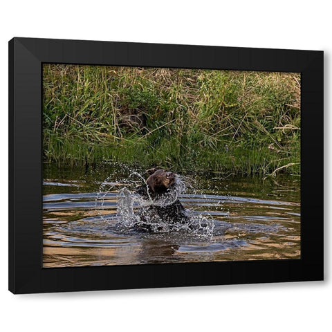 Black Bear Sow Black Modern Wood Framed Art Print by McFerrin, Larry