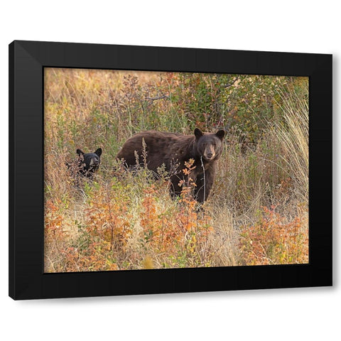 Black Bear Sow and Cub Black Modern Wood Framed Art Print with Double Matting by McFerrin, Larry
