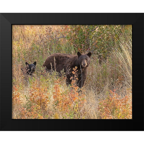 Black Bear Sow and Cub Black Modern Wood Framed Art Print by McFerrin, Larry