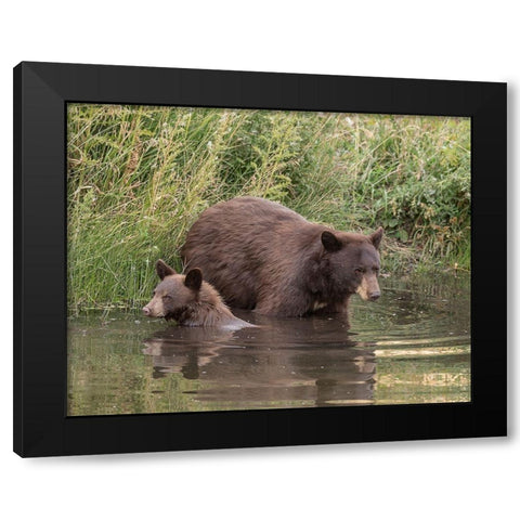 Black Bear Sow and Cub II Black Modern Wood Framed Art Print with Double Matting by McFerrin, Larry