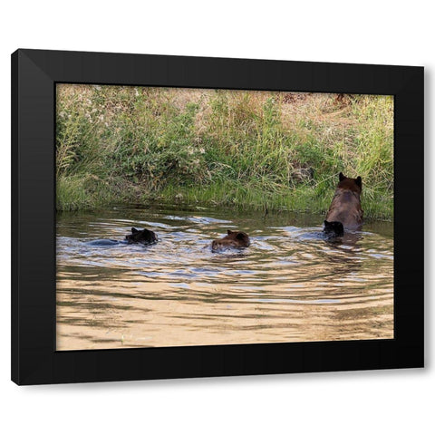 Black Bear Sow and Cubs  Black Modern Wood Framed Art Print by McFerrin, Larry