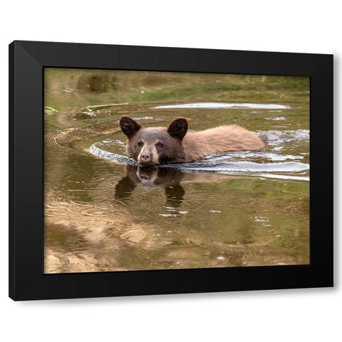 Black Bear Cub Black Modern Wood Framed Art Print by McFerrin, Larry