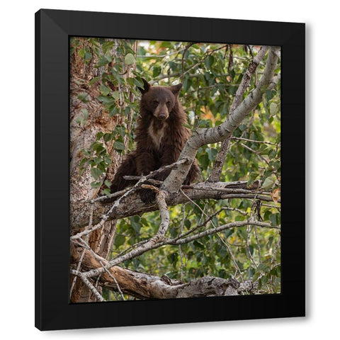 Black Bear Cub Black Modern Wood Framed Art Print by McFerrin, Larry