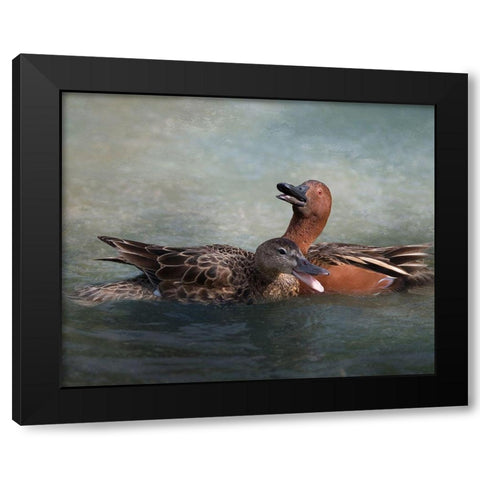 Cinnamon Teal Pair Black Modern Wood Framed Art Print by McFerrin, Larry